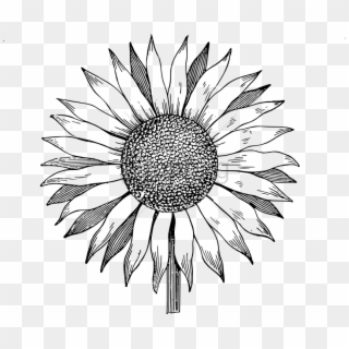 Free Png White Sunflower Png Png Image With Transparent - Black And White Sunflower Clipart Png, Png Download