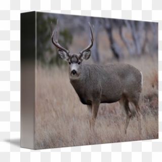 Buck By Kevin A - Elk, HD Png Download