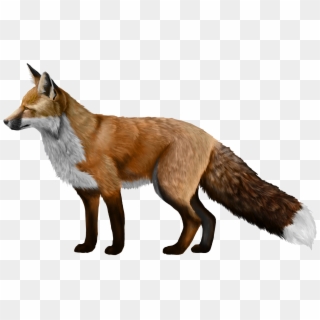 Red Fox Silver Fox, HD Png Download
