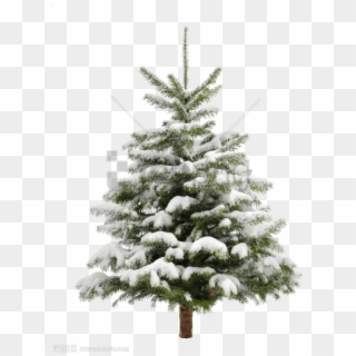 Free Png Download Pine Tree Png Images Background Png - Christmas Tree Snow Transparent Background, Png Download