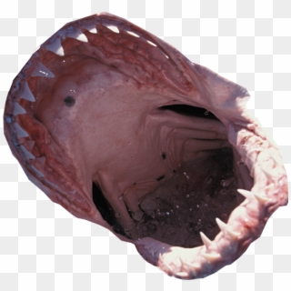 800 X 600 0 - Shark Mouth No Background, HD Png Download