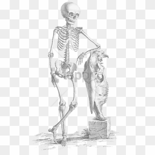 Free Png Download Halloween Skeleton Skeleton Png Images - William Cheselden Print, Transparent Png