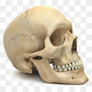 Skeleton Png Free Download - Skull Of Human Body, Transparent Png
