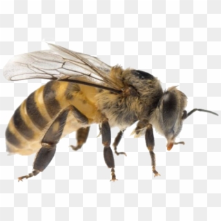Transparent Background Bee Png, Png Download