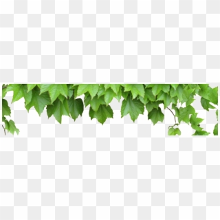 Vines - Leaves And Vines Png, Transparent Png