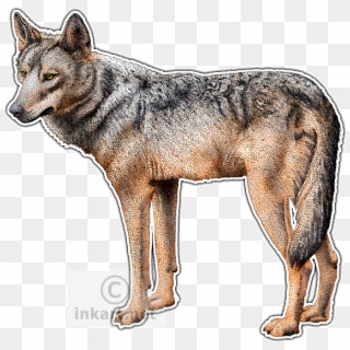 Iberian Wolf Png, Transparent Png