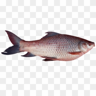 Free Png Download Ghol Fish Png Png Images Background - Rohu Fish Tamil Name, Transparent Png