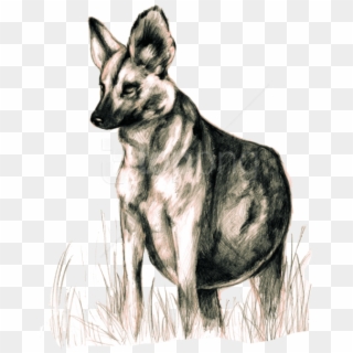 Free Png Download Wild Dogs Png Images Background Png - Lycaon Pictus, Transparent Png