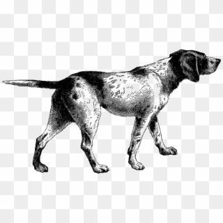 Pointer Dog Clip Art - Vintage Hunting Dog Illustration, HD Png Download