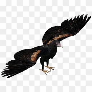 Wedge Tailed Eagle Png , Png Download - Australian Wedge Tailed Eagle Png, Transparent Png