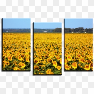 Wolf 3 Panel Canvas Print 099 01 Sunflower Field - Field, HD Png Download