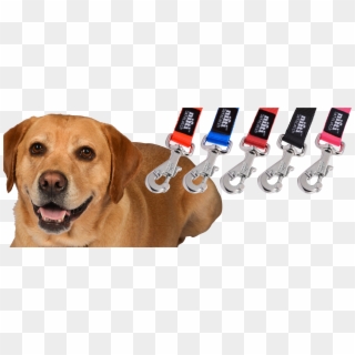 Nifti Safelatch™ Dog Leash, HD Png Download