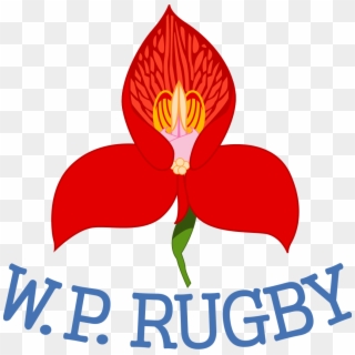 Dhl Western Province Logo By Peter Wiegand Dvm - Western Province Rugby Logo, HD Png Download