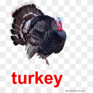 Turkey Transparent Png, Png Download