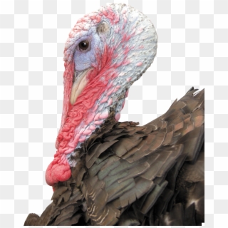 Turkey Bird Png Image With Transparent Background - Wild Turkey, Png Download