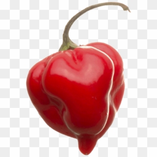 Top World S Hottest Update New Pepper, HD Png Download