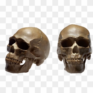 Homo Sapiens Therapy Ga Human Skeleton Cranial - Crane Humain Png, Transparent Png
