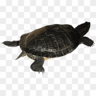 Pngs For Moodboards - Hawksbill Sea Turtle, Transparent Png