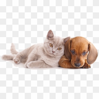 And Horse Sitting Pet Dog Together Cat Clipart - Cat And Dog Hd, HD Png Download