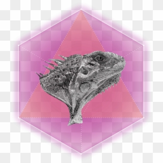 Lizard Hexagon Rosa - Porcupine, HD Png Download