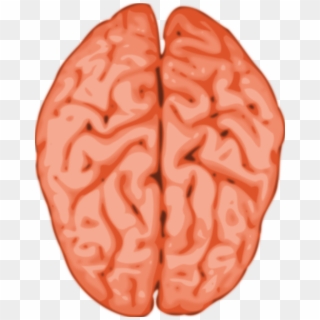 Animated Brain Images - Brain Clip Art, HD Png Download