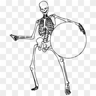 Bone Drawing Human - Skeleton Png, Transparent Png