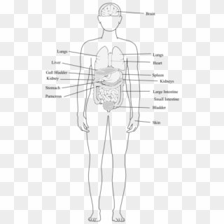 Finger Human Body Organ System Human Leg - Body Organs And Organ Systems, HD Png Download