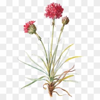Wild Flowers Png - Wildflowers Png, Transparent Png