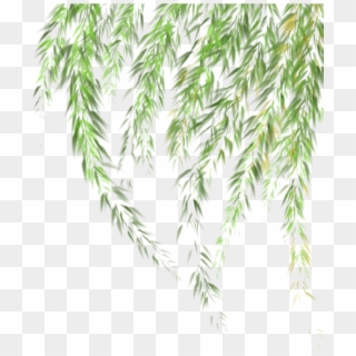 #willow #tree #leaves #ftestickers, HD Png Download