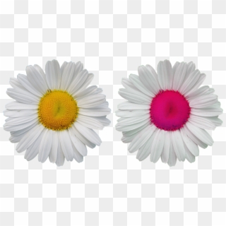 Flowers, Blossom, Bloom, Wild Flowers, Daisy, Nature, HD Png Download