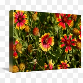 Texas Hill Country Wildflowers - Indian Blanket, HD Png Download