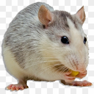 #mouse #animal #ftestickers - Do People Hate Rats, HD Png Download