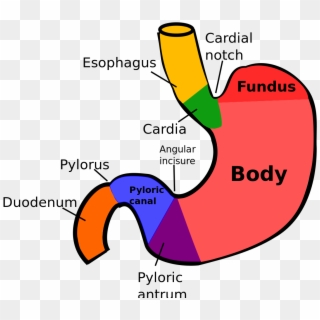 Regions Of Stomach - Cardia Of Stomach, HD Png Download