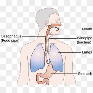 Http - //xcancers - - Position Of Oesophagus And Trachea, HD Png Download