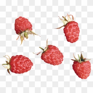 Raspberry, Free Pictures, Line, Fishing Line, Raspberries - Loganberry Transparent, HD Png Download