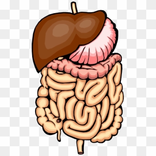 Clipart Info - Intestines Clipart, HD Png Download
