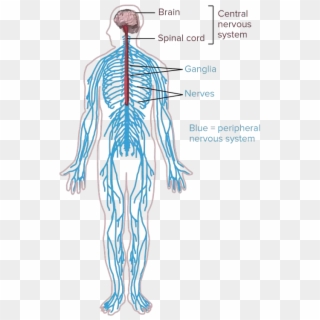 Nerves Clipart Human Body Cell - Nervous System Drawing Simple, HD Png Download
