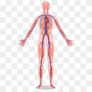 The Vascular System Contains Vessels That Transmit - Human Body Circulatory System, HD Png Download