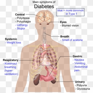 Main Symptoms Of Diabetes, HD Png Download