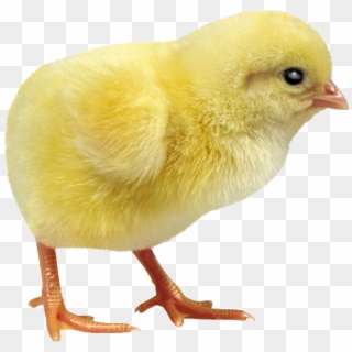 Chick Png, Transparent Png