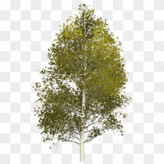 Aspen Tree Painted Tree Nature Green, HD Png Download