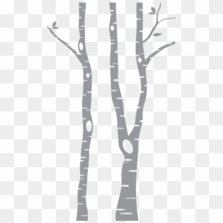 Tall Birch Tree Wall Decal, HD Png Download