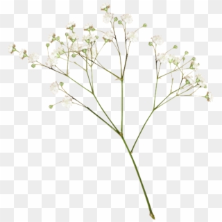 #plants #flower #white #aesthetic #png #editpng, Transparent Png