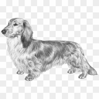 Dachshund Long Haired Fci148, HD Png Download