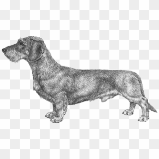 Dachshund Wire Haired Fci148, HD Png Download