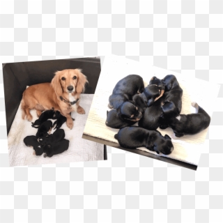 Miniature Dachshund Puppies - Dachshund, HD Png Download