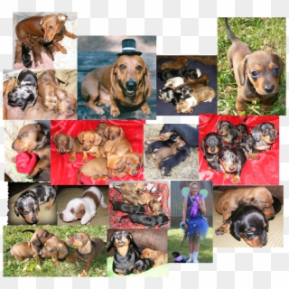 We Love And Breed Akc Registered Mini Dachshunds Here - Dachshunds Collage, HD Png Download