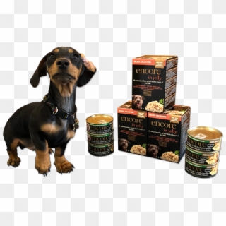 'a Doggie Dinner With Real Bite' - Dachshund, HD Png Download