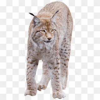 Free Png Lynx Standing Png Images Transparent, Png Download
