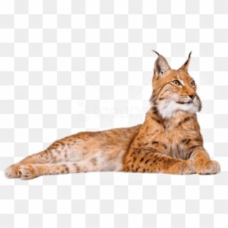 Free Png Download Lynx Lying Down Png Images Background, Transparent Png